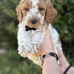 Black  collar - Parti male Goldendoodle puppy in Fontana, California from Grammy's Puppy Love doodles and poodles