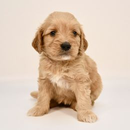 Savannah - Apricot female Goldendoodle puppy in Dayton, Ohio from Perks Court Doodles