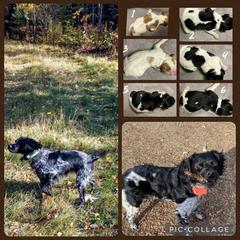 French Brittany Puppies from Winterdream Kennel
