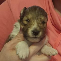 Shetland Sheepdog Puppies from Fawn Lane Shetland Sheepdogs