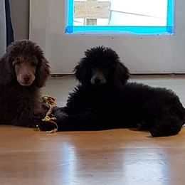 Poodle Puppies from Floyd B Poodle