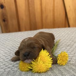Ruby - Apricot female Cavapoo puppy in Milan, Illinois from Poppy Garden Doodles
