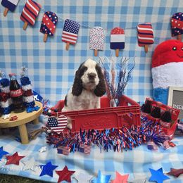 Patriot - Liver and white male English Springer Spaniel puppy in Saginaw, Michigan from Kemerer Springers
