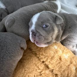 Bob - Lilac tri-color male Bulldog puppy in Cumming, Georgia from Happy Place Kennels