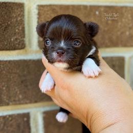 Martini - Chocolate and white female Chihuahua puppy in Michigan from Fanciful Thrills Kennel