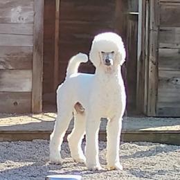 Cash - White male Poodle puppy in Whitehouse, Ohio from N'Co. Parti Poodles