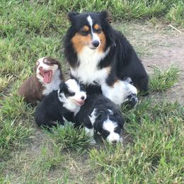 Miniature American Shepherds from Flying with AKC Mini Aussies