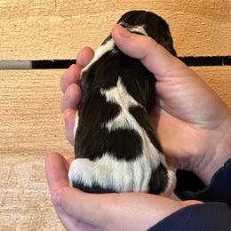 Male 3 - Black brown and white male Basset Hound puppy in Lindley, New York from Hill Top Basset Hounds & Cane Corso