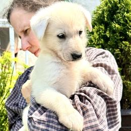 Groot - White male German Shepherd puppy in Perkasie, Pennsylvania from Twila Ruth Herot