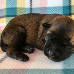 Belgian Malinois Puppies from Andrea Gumrich's Belgian Malinois