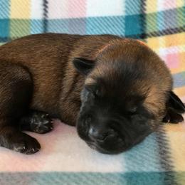 Belgian Malinois Puppies from Andrea Gumrich's Belgian Malinois