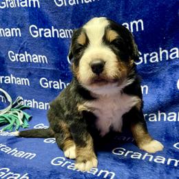 Brown Collar - Black rust and white male Bernese Mountain Dog puppy in Comer, Georgia from Water Oak Farm