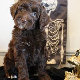Orange collar Navajo - Chocolate male Australian Labradoodle puppy in Provo, Utah from EllsWORTH Labradoodles LLC