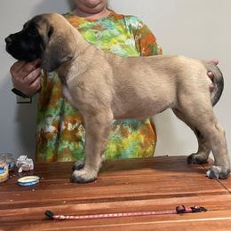 Mastiff Puppies from Showstoppers Mastiffs