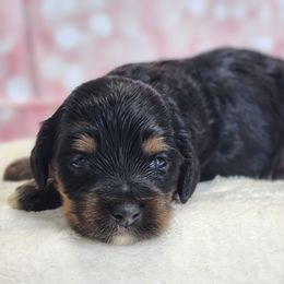 Eve - Black and tan female Cockapoo puppy in Louisburg, North Carolina from Raven Oak's Mini Cockapoos