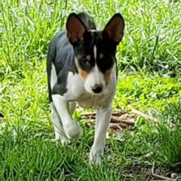 Hanna - Basenji