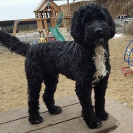 Chinese Cresteds and Portuguese Water Dogs from Mleesporties