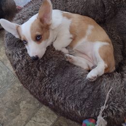 Reba - Pembroke Welsh Corgi