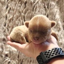 Chocolate sable - Chocolate sabled fawn male Chihuahua puppy in Richmond, Virginia from Breens