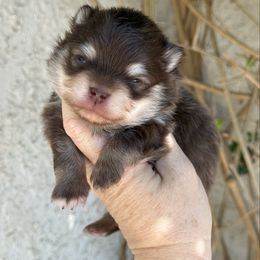 Boy 3 - Chocolate and tan male Pomeranian puppy in Newport Beach, California from Exotic City Pomeranians and chihuahuas