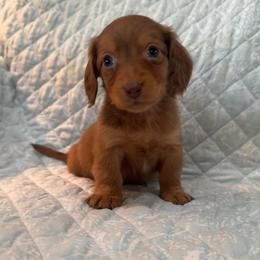Boy 3 - Red male Dachshund puppy in Galax, Virginia from Dells  Dachshund’s