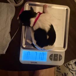 Dark Pink - Parti female Miniature Schnauzer puppy in Virginia from Schnauzers Castle