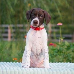 Jetty - Liver and white male German Shorthaired Pointer puppy in Chocowinity, North Carolina from Foxtail Hollow