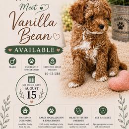 Vanilla Bean - Red male Cavapoo puppy in South Jordan, Utah from Diamond Companions