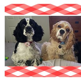 Cocker Spaniel Puppies from K&M crocker Spaniels