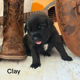 Clay - Brindle male Mastiff puppy in Sioux Falls, South Dakota from Clearbrook Mastiffs
