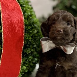 Australian Labradoodles from Birchwood Labradoodles