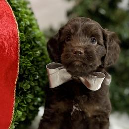 Australian Labradoodles from Birchwood Labradoodles