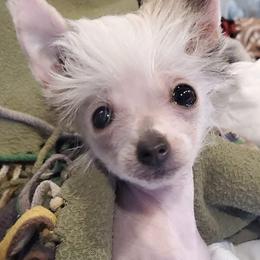 Chihuahua and Chinese Crested Puppies from Western Kentucky Chihuahua’s and Chinese Crested’s