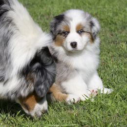 Australian Shepherd, Miniature American Shepherd, and Miniature Australian Shepherd Puppies from Diamond H Aussies