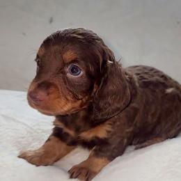 White - Chocolate and tan male Dachshund puppy in Ridge, New York from Tracy's Puppy Club