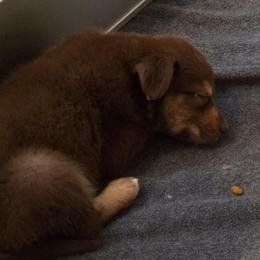 Gunnison - Red tri-color male Australian Shepherd puppy in Solon, Maine from Mountain Range Australian Shepherds