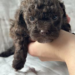Grizzly - Chocolate male Havapoo puppy in Kalamazoo, Michigan from Creekside Ranch