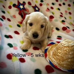 Girl 1 Yellow Collar 4995 - Cream female Dachshund puppy in Ocala, Florida from Island Farms Mimi’s Dachshunds Florida