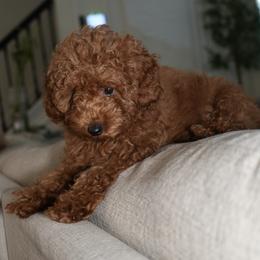 Mocha - Red  female Poodle puppy in Miami, Florida from Coffee's Heartline Poodles