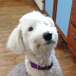 Old English Sheepdogs from Wisconsin Old English Sheepdogs