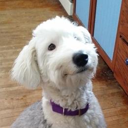 Old English Sheepdogs from Wisconsin Old English Sheepdogs
