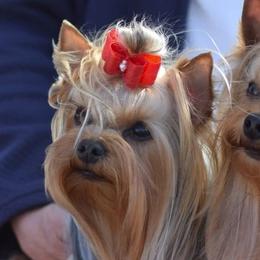 Lola - Yorkshire Terrier