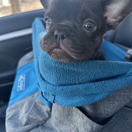 French Bulldog Puppies from Fancy Frenchies