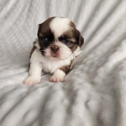 Cowboy - Liver and white male Shih Tzu puppy in Sapulpa, Oklahoma from Faith Hope and Love Shih Tzu's