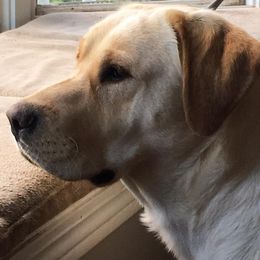 Jayda  - Labrador Retriever