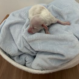 Dachshund Puppies from S&C Doxies