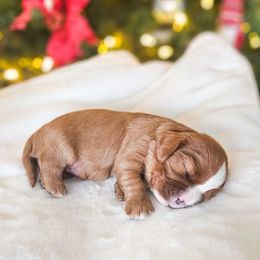 Anya - Ruby female Cavalier King Charles Spaniel puppy in Highland, Utah from Furever Cavaliers