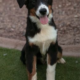 Wesson - Black tri-color male Australian Shepherd puppy in Buckeye, Arizona from Wranglin Aussies