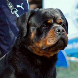 Boss - Rottweiler