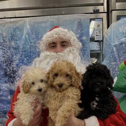 Maltipoo Puppies from Awwws-n-Pawws